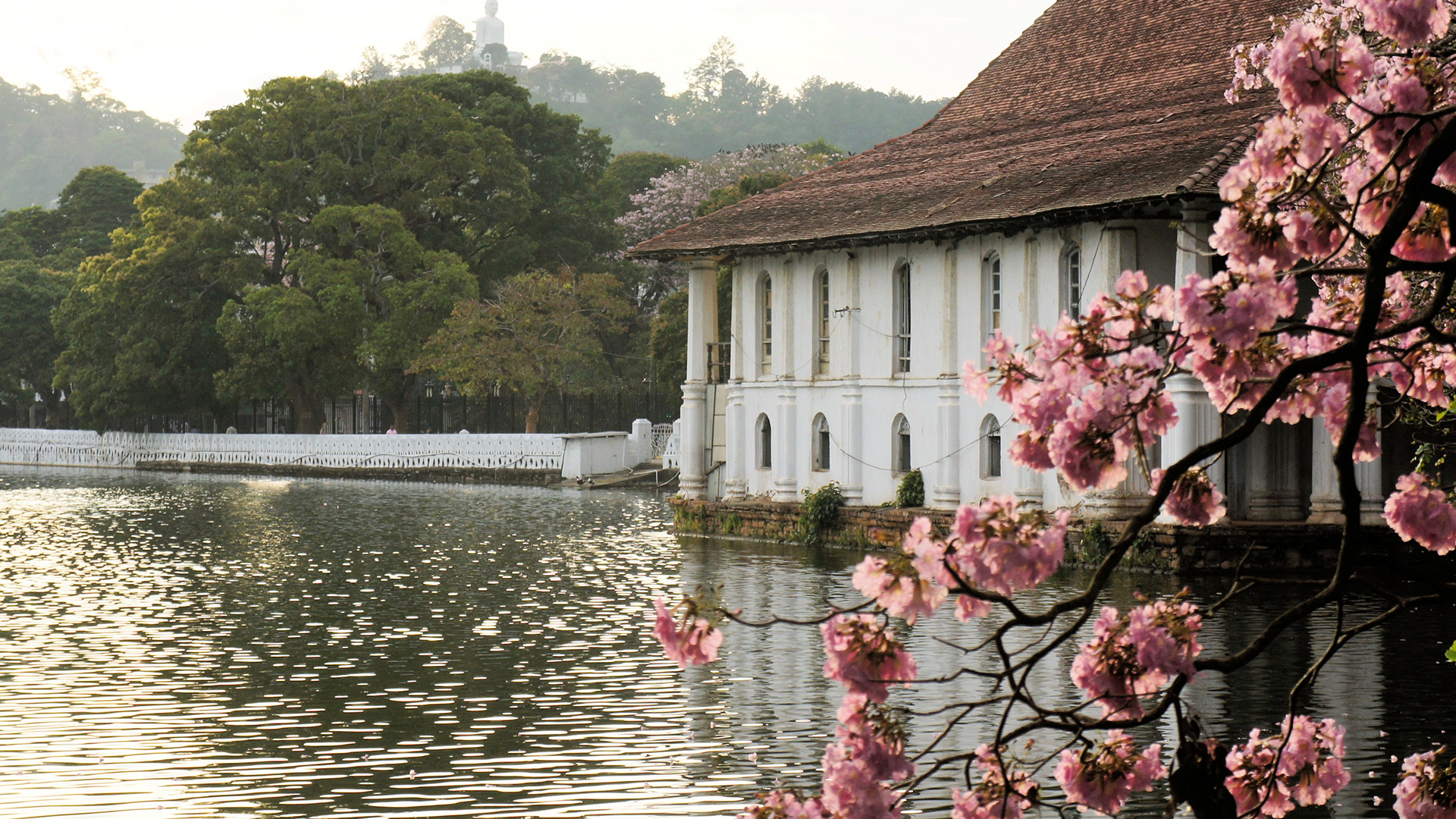 Kandy's lakeside temple framed by pink blossoms and green hills